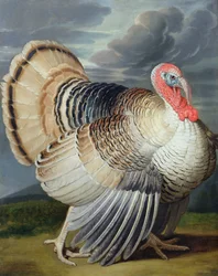 Portrait of a Turkey